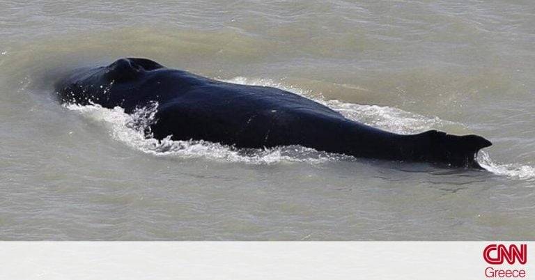 To παραλίγο μοιραίο πέρασμα μιας φάλαινας σε έναν ποταμό γεμάτο κροκόδειλους στην Αυστραλία