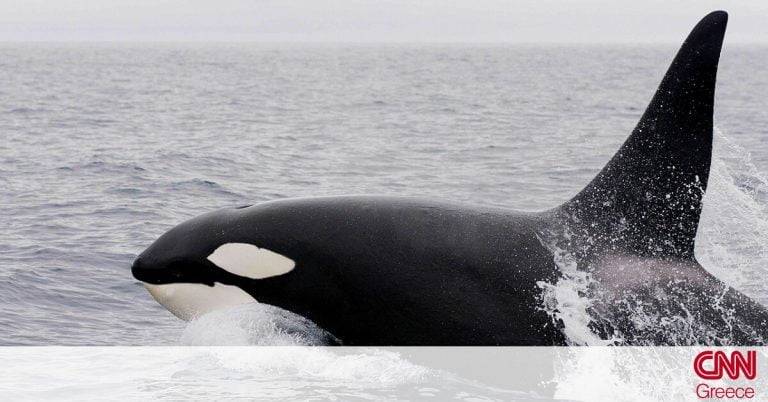 Συγκλονιστικές εικόνες: Φάλαινες όρκες επιτίθενται και εμβολίζουν σκάφος ανοικτά τις Ισπανίας