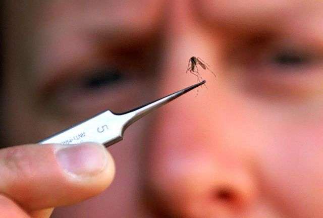 Ερευνα: Τα κουνούπια δεν μεταδίδουν κοροναϊό από άνθρωπο σε άνθρωπο | in.gr