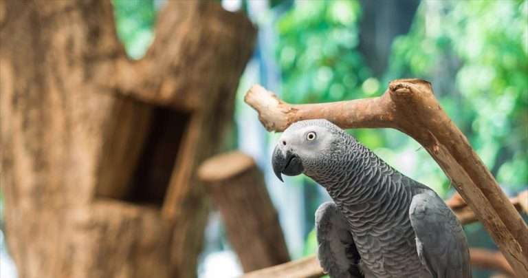 Βρετανία: Χώρισαν παπαγάλους σε ζωολογικό κήπο επειδή… έβριζαν