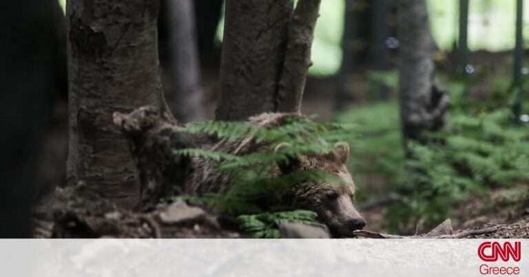 Ιαπωνία: Τρομακτικές αναμετρήσεις με αρκούδες που βγαίνουν στις πόλεις για να φάνε
