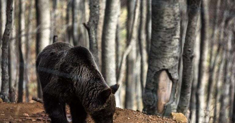 Θύμα τροχαίου έξω από την Καστοριά αρκούδα 250 κιλών
