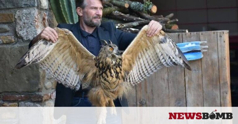 Αγρίνιο: Διασώθηκε η μεγαλύτερη κουκουβάγια του κόσμου (pics)