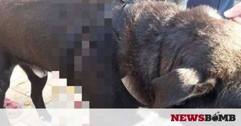 Βόλος: Έριξε βέλος στο σκύλο του γείτονα – Σκληρές εικόνες