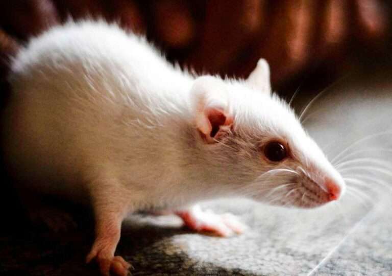 Ερευνητές αποκατέστησαν την όραση σε τυφλά ποντίκια | in.gr