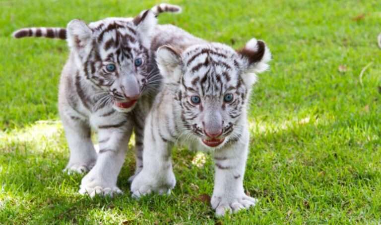 Λευκά τιγράκια 3 μηνών πέθαναν σε ζωολογικό πάρκο του Πακιστάν πιθανόν από κορωνοϊό | newsbreak