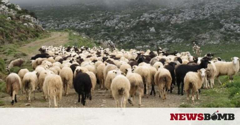 Λασίθι: Έβγαλαν τα ζώα για βοσκή και βρήκε τον αδελφό του νεκρό