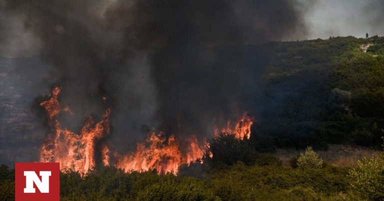 Πώς τα μεσογειακά δάση ξαναγεννιούνται από τις στάχτες τους – Οι μηχανισμοί επιβίωσης