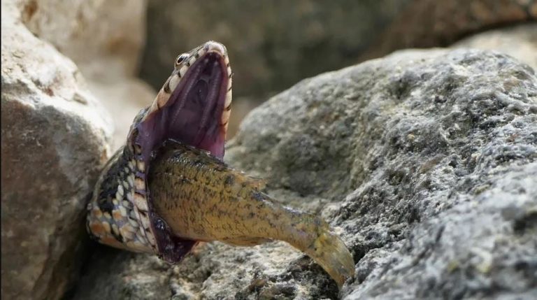 Φίδι πνίγεται ενώ προσπαθεί να καταπιεί ψάρι – Τρομακτικές εικόνες