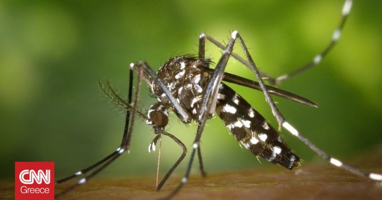 Στο μικροσκόπιο των ειδικών το κουνούπι Aedes Aegypti που εμφανίστηκε στην Κύπρο