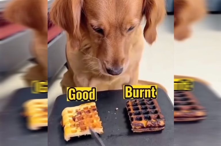 Ξεκαρδιστικό βίντεο με πανέξυπνο σκύλο – Έτσι ξεγέλασε το γουρουνάκι του σπιτιού και του έδωσε την καμένη βάφλα