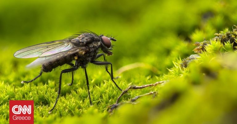 Φρουτόμυγες: Οι «εισβολείς» που απειλούν την αγροτική παραγωγή – Εντομολόγος εξηγεί