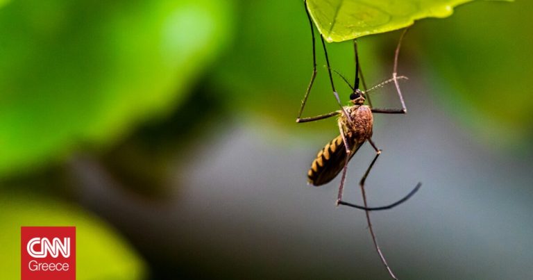 Bέλγιο: Σε 25 περιοχές εντοπίστηκε το κουνούπι – τίγρης