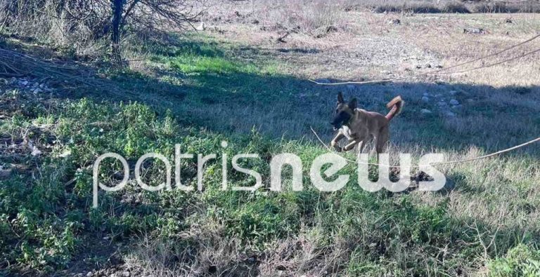 Ηλεία: Στο Πλουτοχώρι ο Echo και δύο ακόμη σκύλοι για τον 45χρονο που παρασύρθηκε από τα ορμητικά νερά