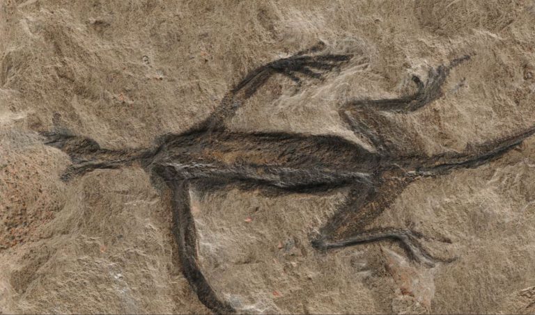 Η αλήθεια για το απολίθωμα των 280 εκατομμυρίων ετών που άφησε με το στόμα ανοιχτό τους αρχαιολόγους