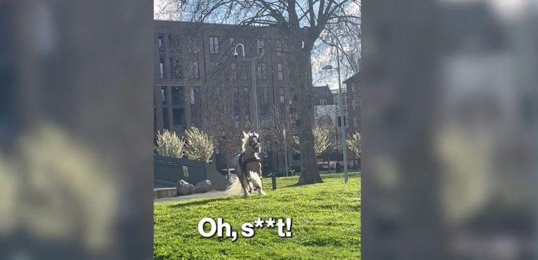 Βίντεο: Άλογο ξέφυγε από την άμαξα, προκαλώντας χάος σε πάρκο